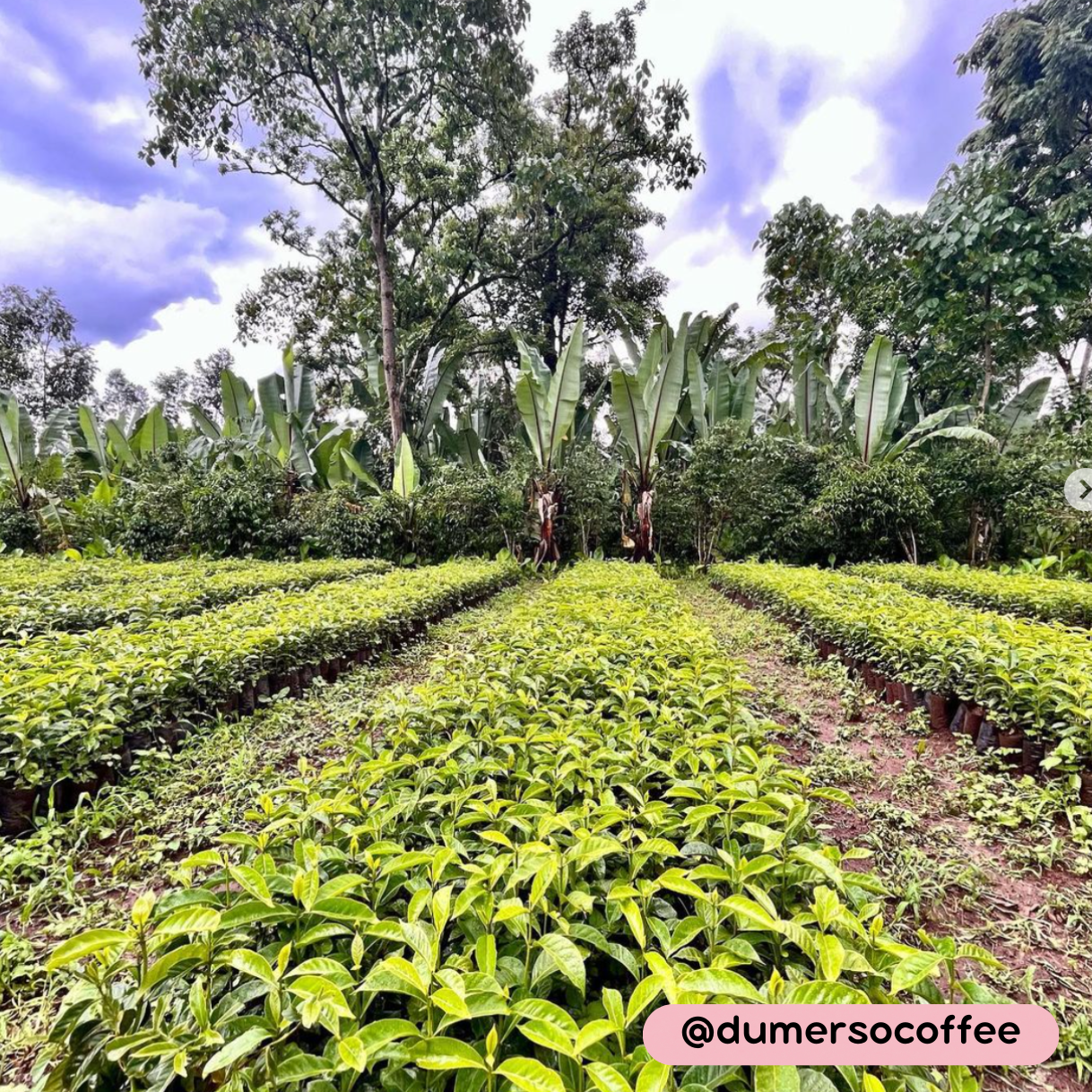 Rows of young Ethiopian Yirgacheffe coffee plants in nursery bags at Dumerso washing station, surrounded by banana trees.