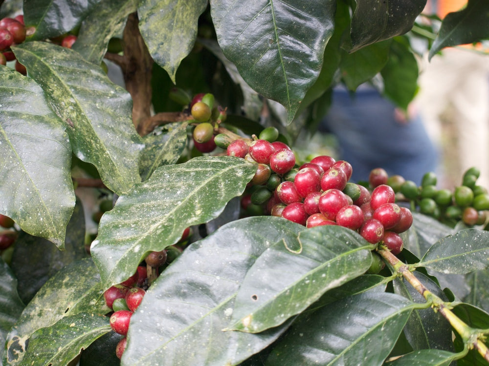 Augusta's Organic Breakfast coffee cherries on the branch, showcasing organic origin sourcing.