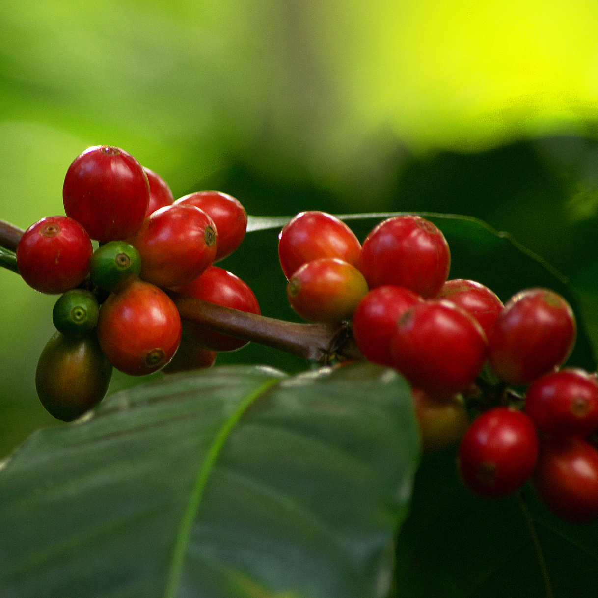El Prisma Pride Blend coffee cherries on branch. Red and green fruit from Guatemala and Ethiopia origins.