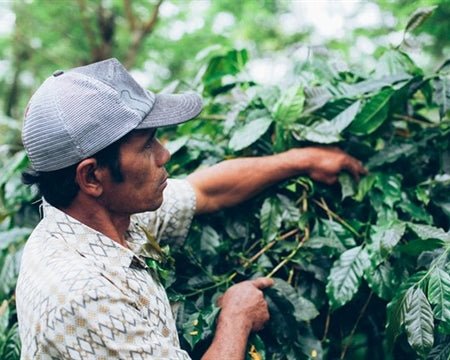 Balinese farmer inspects coffee plants in Kintamani highlands, ethical sourcing for Bali Blue single origin coffee.