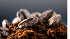 Close-up shot of dark roasted coffee beans piled on freshly ground coffee, highlighting the rich texture and aroma of coffee