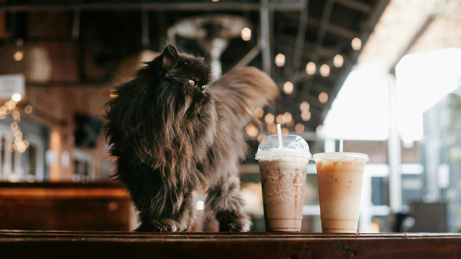 Black fluffy cat sitting next to two iced coffee drinks on wooden counter, cafe interior with bokeh lights in background