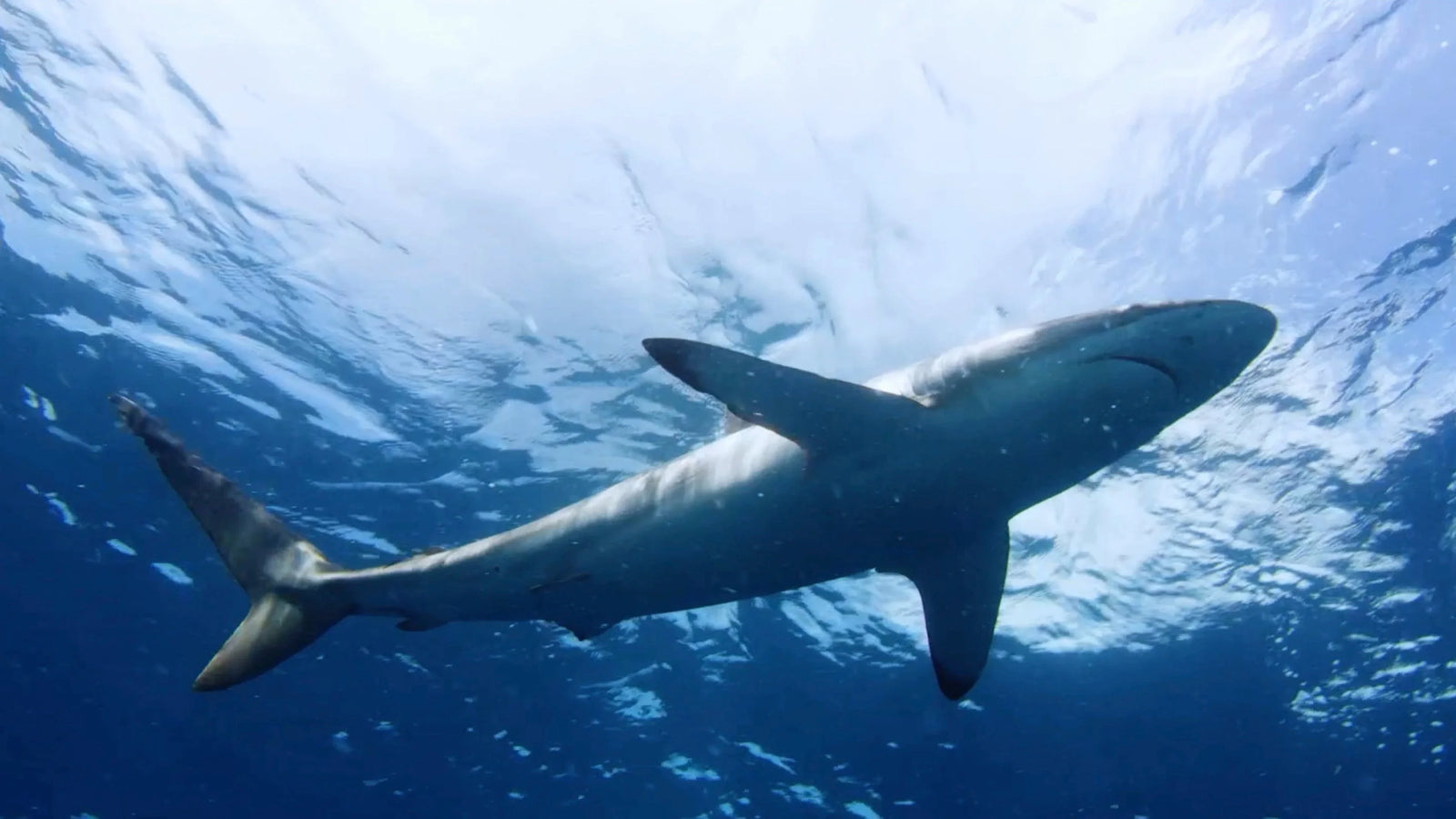 Shark gliding beneath sunlit ocean surface, showcasing marine conservation efforts and underwater wildlife photography