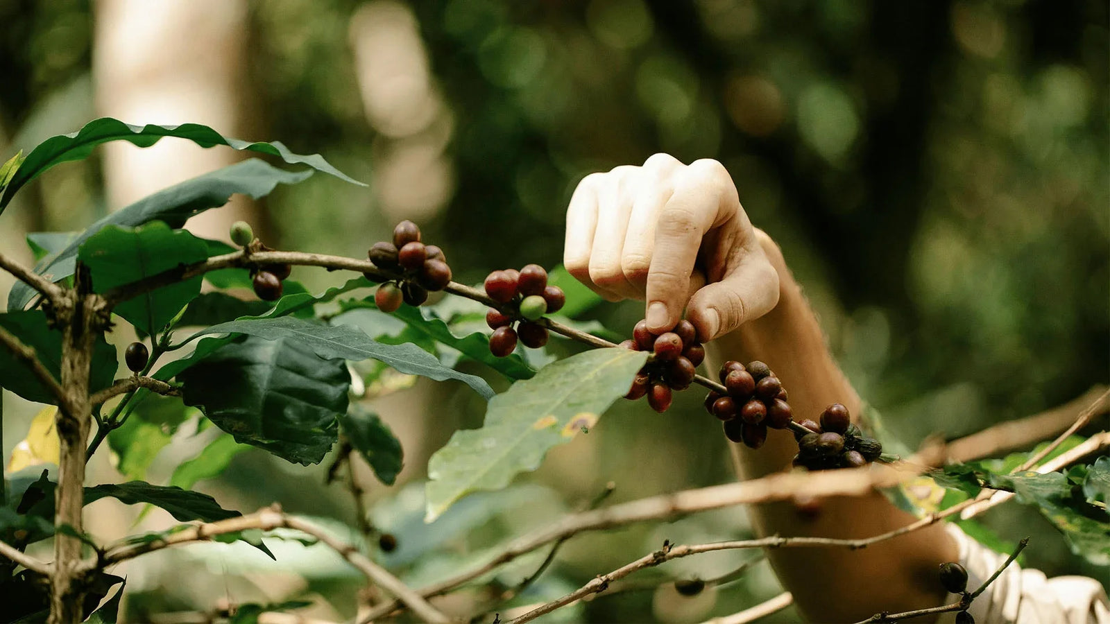 A hand harvesting coffee beans directly from a plant, showing the coffee cherry in its natural state before processing.