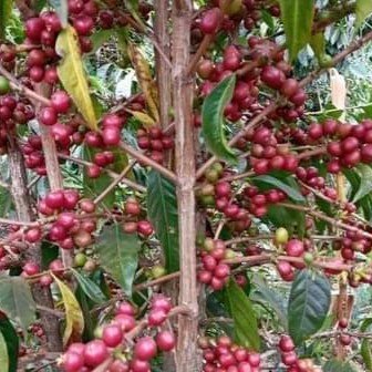 Ethiopian coffee plant branch with ripe red cherries, showcasing natural origin of medium-light roast.