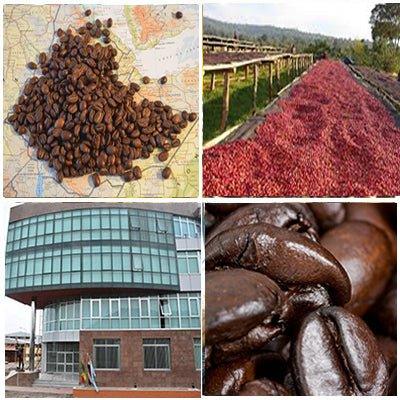 Ethiopia Natural Single Origin coffee: cherries drying, roasted beans on map, medium-light roast close-up, Oromia coop.